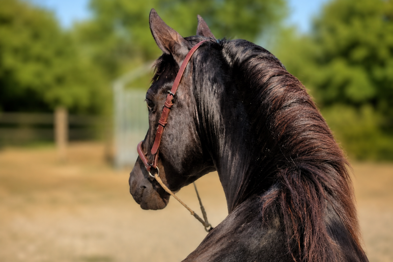 Potro M&eacute;rens En venta 2023 Negro por ORNOIR DU SOULEILLA