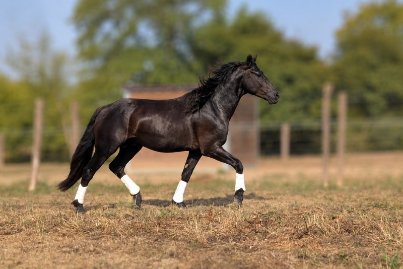 Potro M&eacute;rens En venta 2023 Negro por ORNOIR DU SOULEILLA