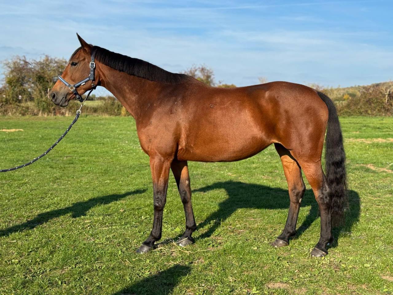 Yegua Silla Franc&eacute;s En venta 2018 Bayo por VIRUS DES CABANES