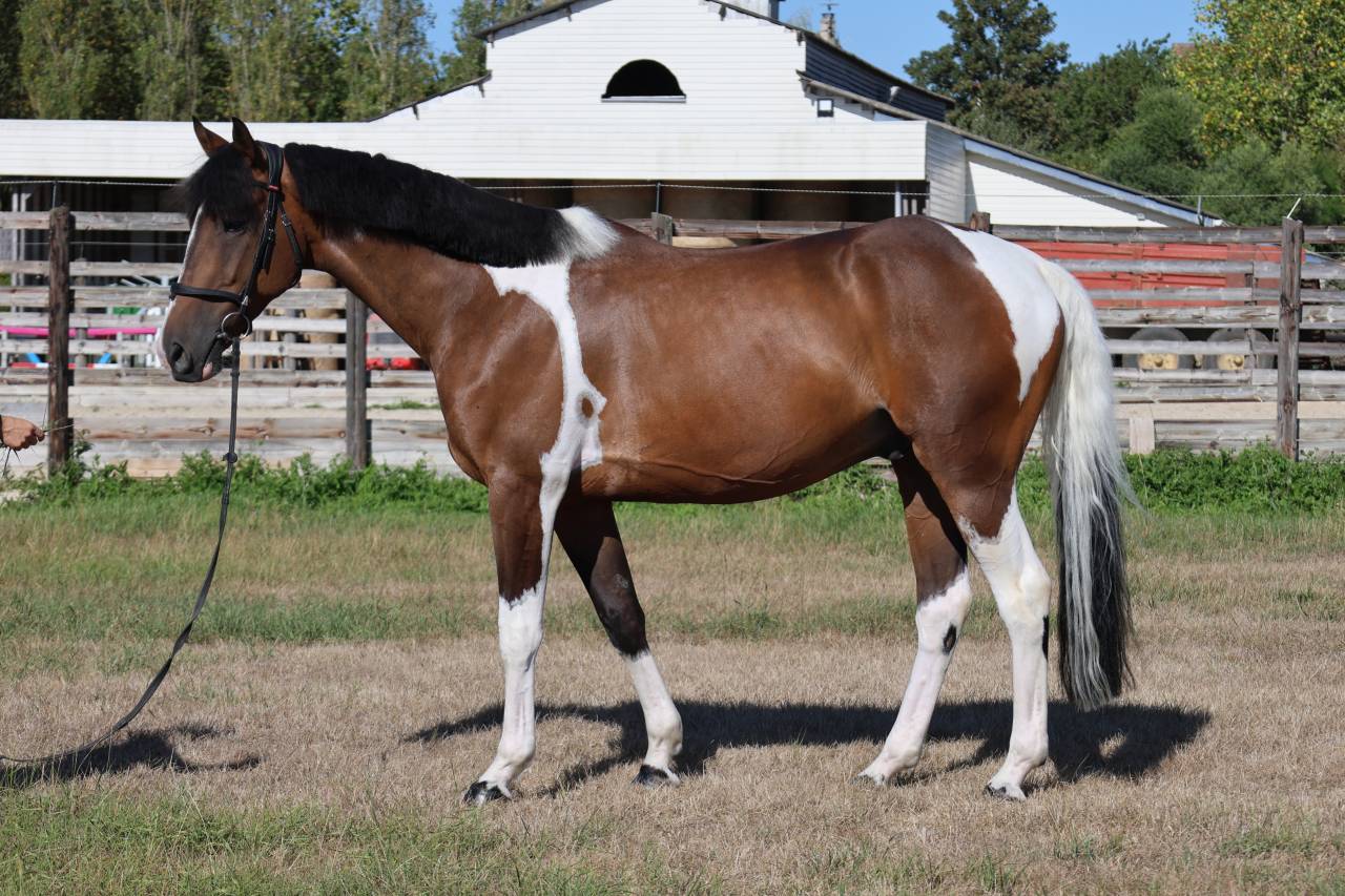 Caballo castrado Silla Franc&eacute;s En venta 2016 P&iacute;o por FIDELIO DU DONJON