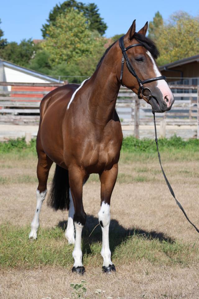 Caballo castrado Silla Franc&eacute;s En venta 2016 P&iacute;o por FIDELIO DU DONJON