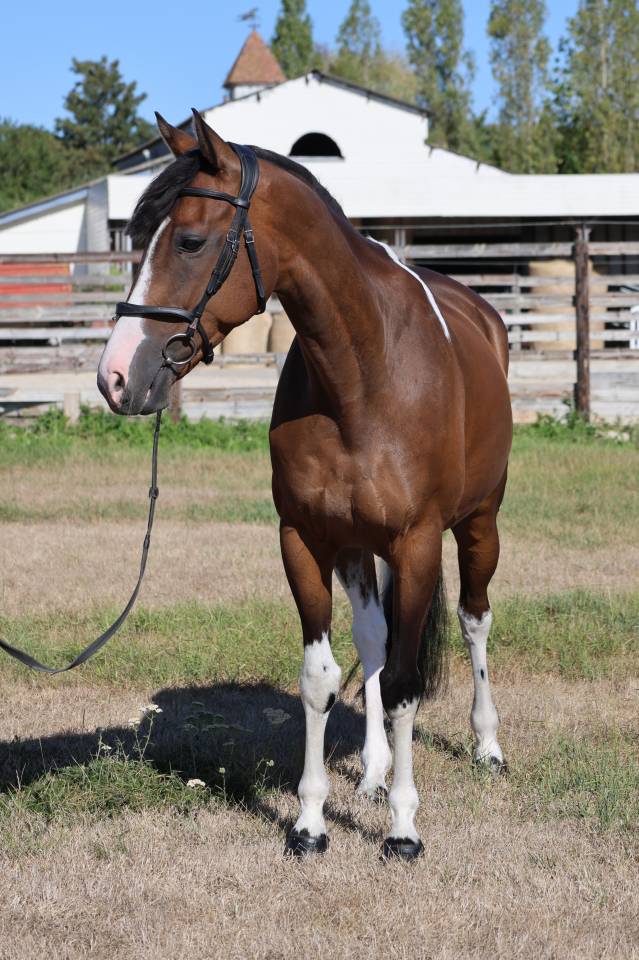 Caballo castrado Silla Franc&eacute;s En venta 2016 P&iacute;o por FIDELIO DU DONJON