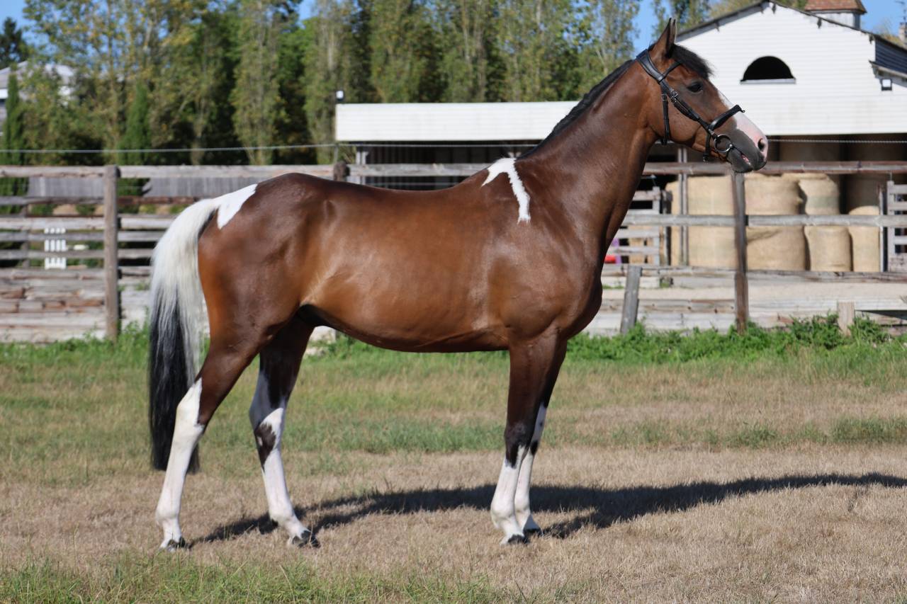 Caballo castrado Silla Franc&eacute;s En venta 2016 P&iacute;o por FIDELIO DU DONJON