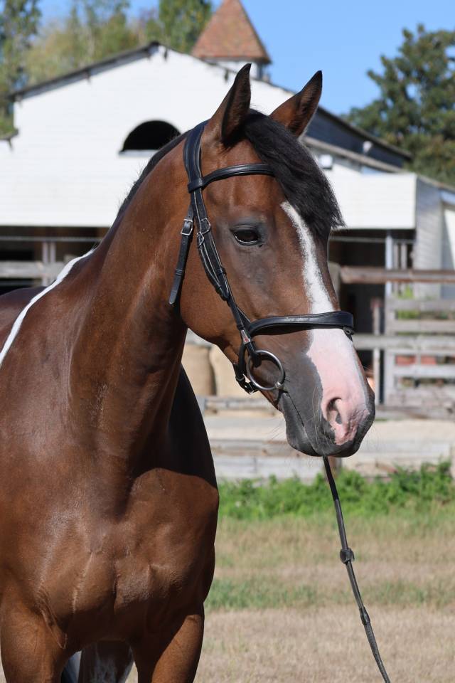 Caballo castrado Silla Franc&eacute;s En venta 2016 P&iacute;o por FIDELIO DU DONJON