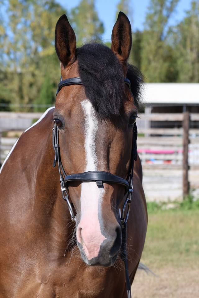 Caballo castrado Silla Franc&eacute;s En venta 2016 P&iacute;o por FIDELIO DU DONJON