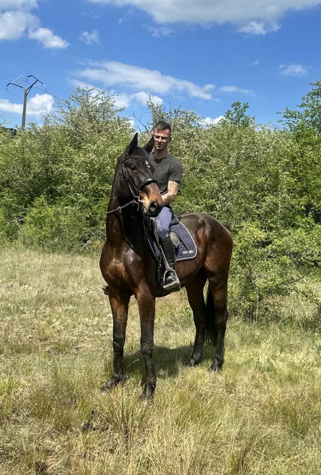 Caballo castrado sBs Caballo de Deporte Belga En venta 2023 Bayo