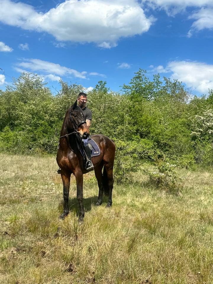 Caballo castrado sBs Caballo de Deporte Belga En venta 2023 Bayo