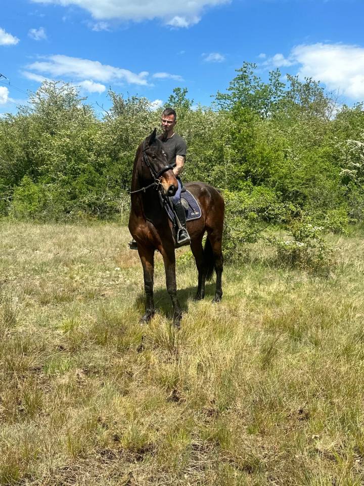 Caballo castrado sBs Caballo de Deporte Belga En venta 2023 Bayo