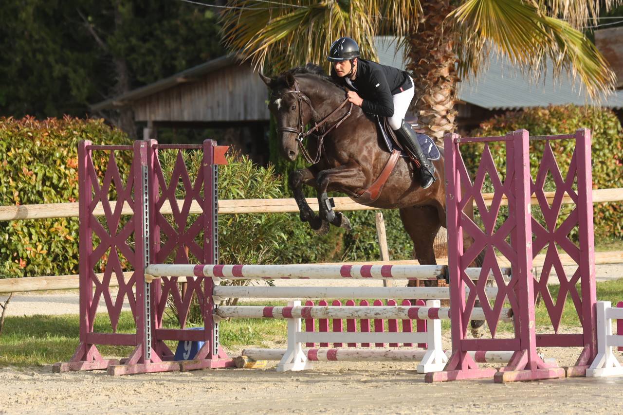 Caballo castrado Silla Franc&eacute;s En venta 2021 Bayo moreno