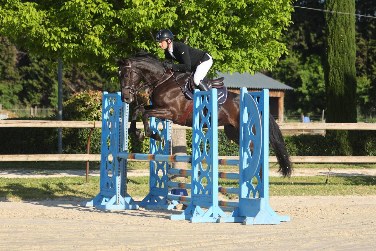 Caballo castrado Silla Franc&eacute;s En venta 2021 Bayo moreno