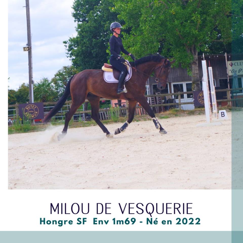 Caballo castrado Silla Franc&eacute;s En venta 2022 Bayo moreno
