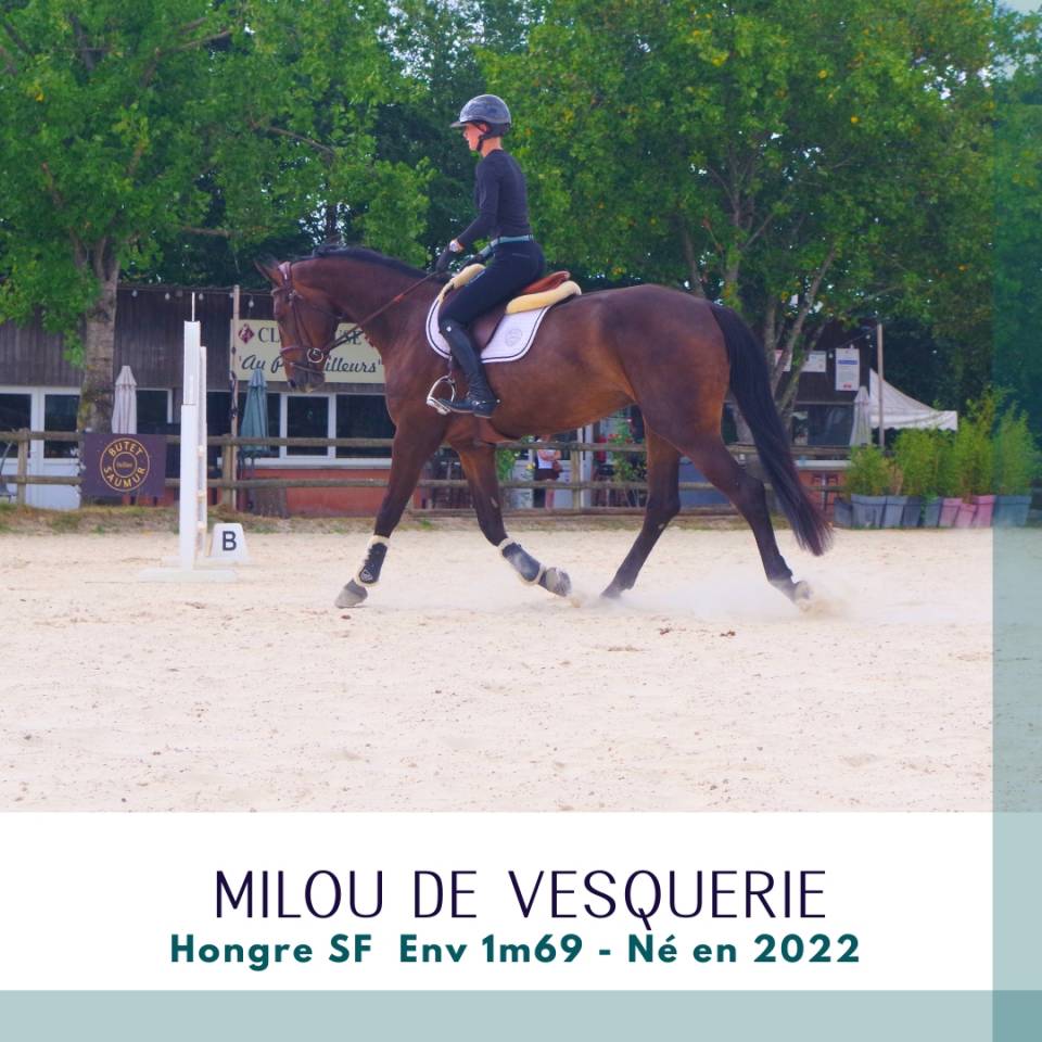 Caballo castrado Silla Franc&eacute;s En venta 2022 Bayo moreno