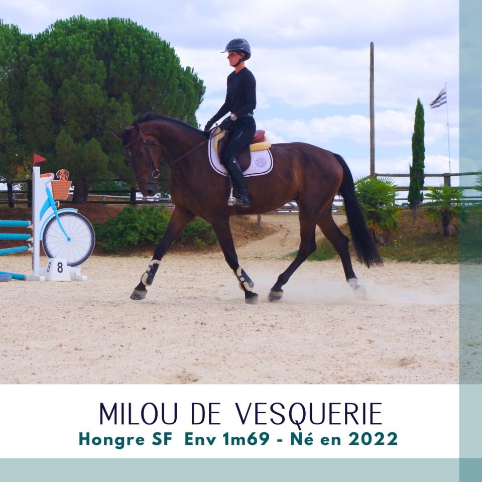 Caballo castrado Silla Franc&eacute;s En venta 2022 Bayo moreno