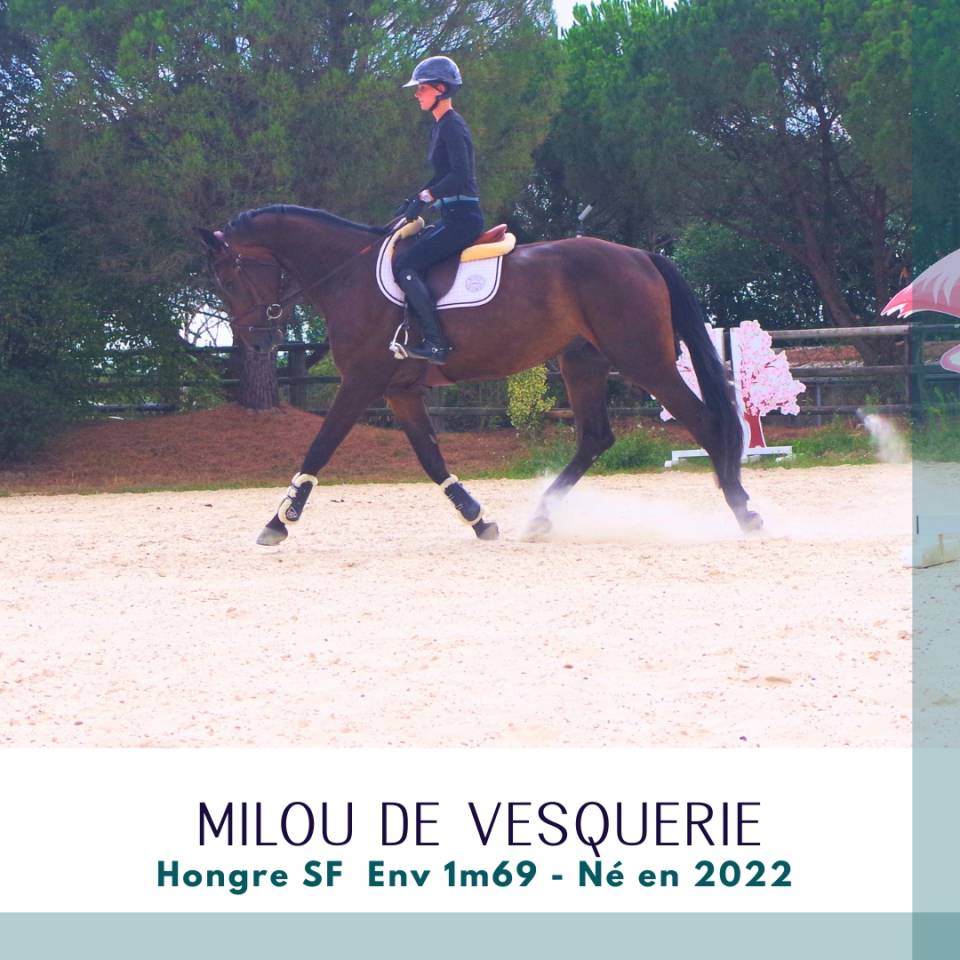 Caballo castrado Silla Franc&eacute;s En venta 2022 Bayo moreno