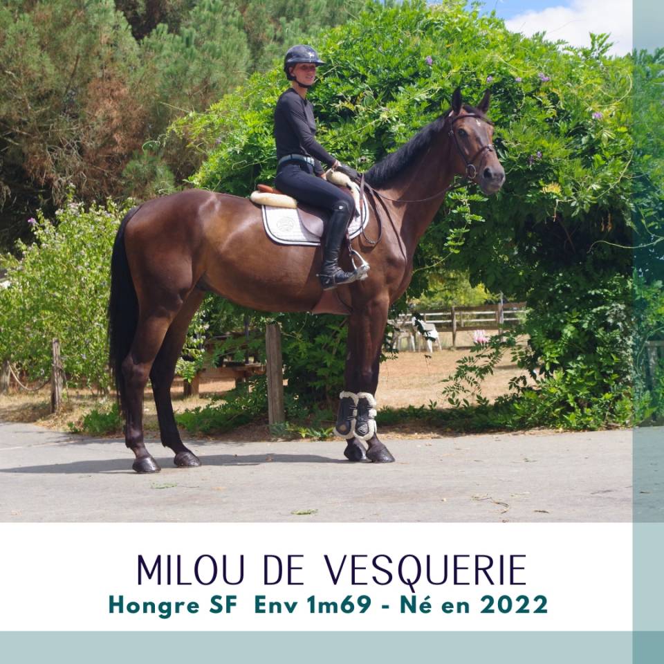 Caballo castrado Silla Franc&eacute;s En venta 2022 Bayo moreno