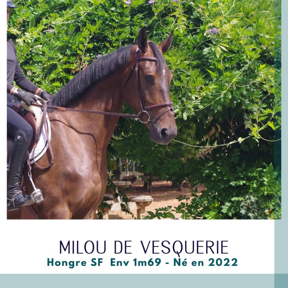 Caballo castrado Silla Franc&eacute;s En venta 2022 Bayo moreno