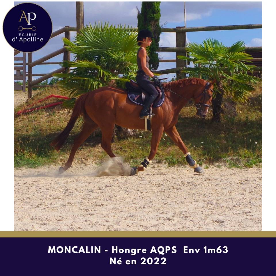 Caballo castrado AQPS En venta 2022 Alaz&aacute;n
