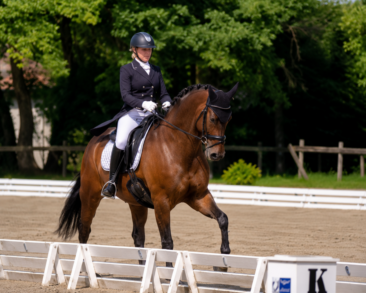 Caballo castrado Hannoveriano En venta 2017 Bayo moreno