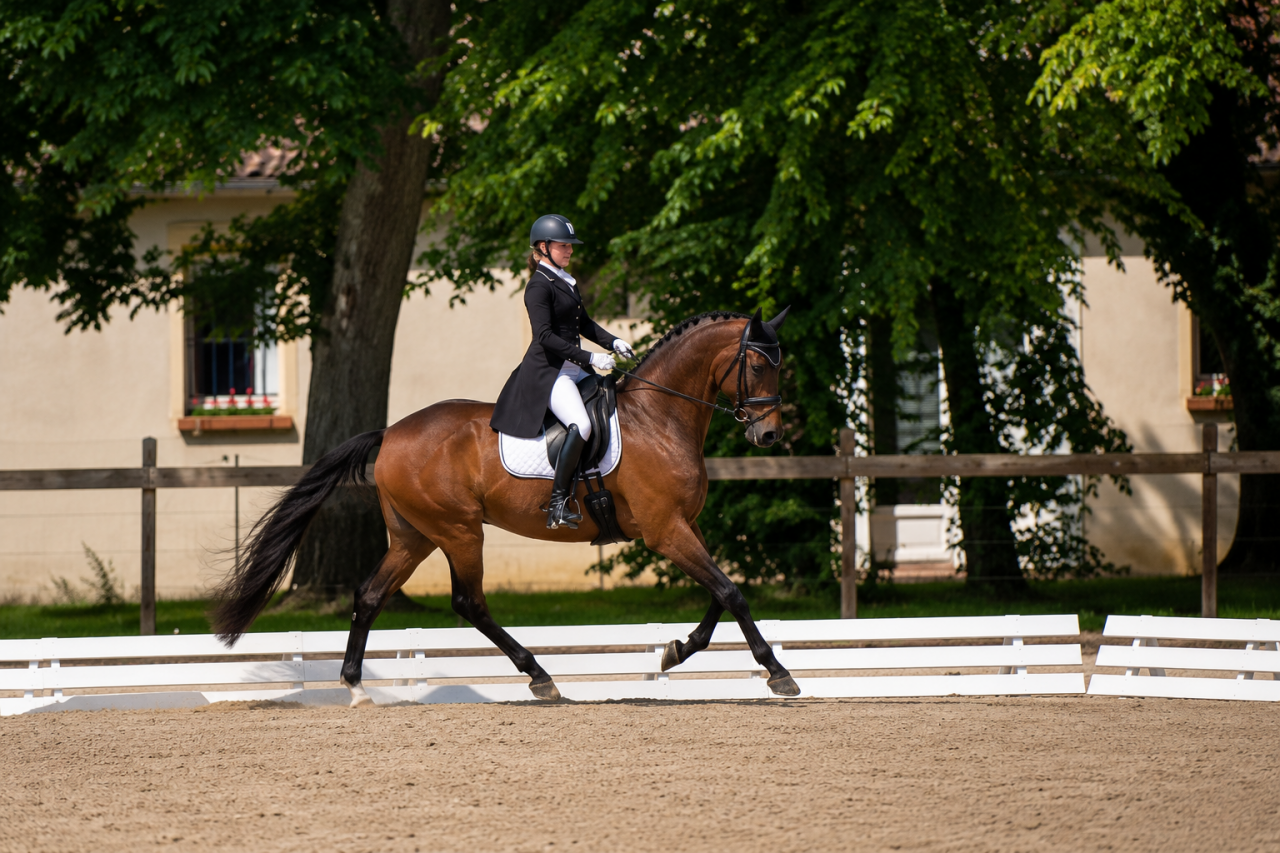 Caballo castrado Hannoveriano En venta 2017 Bayo moreno