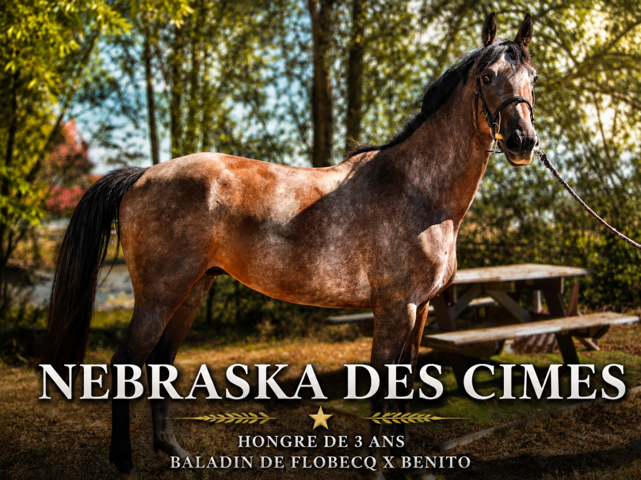 Caballo castrado Silla Franc&eacute;s En venta 2023 Roano por baladin de Flobecq