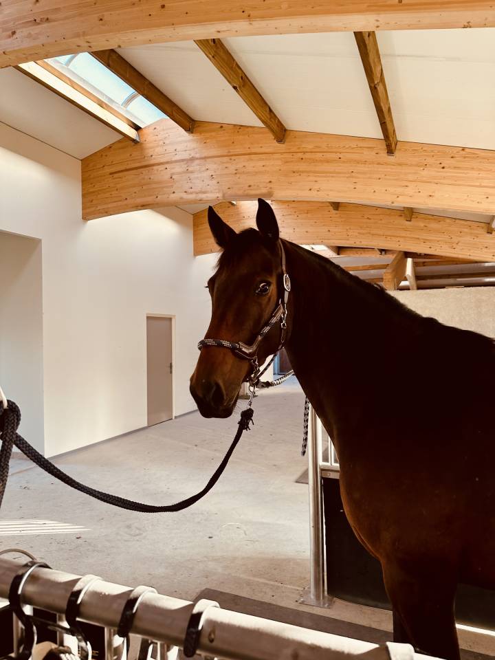 Yegua Silla Franc&eacute;s En venta 2019 Bayo