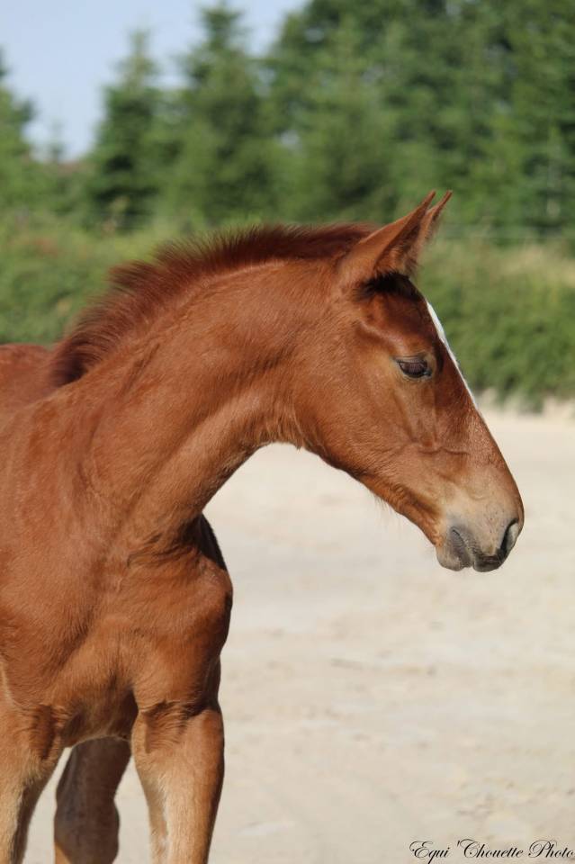 Potro Silla Franc&eacute;s En venta 2026 Alaz&aacute;n por Jilbert vant Ruytershof