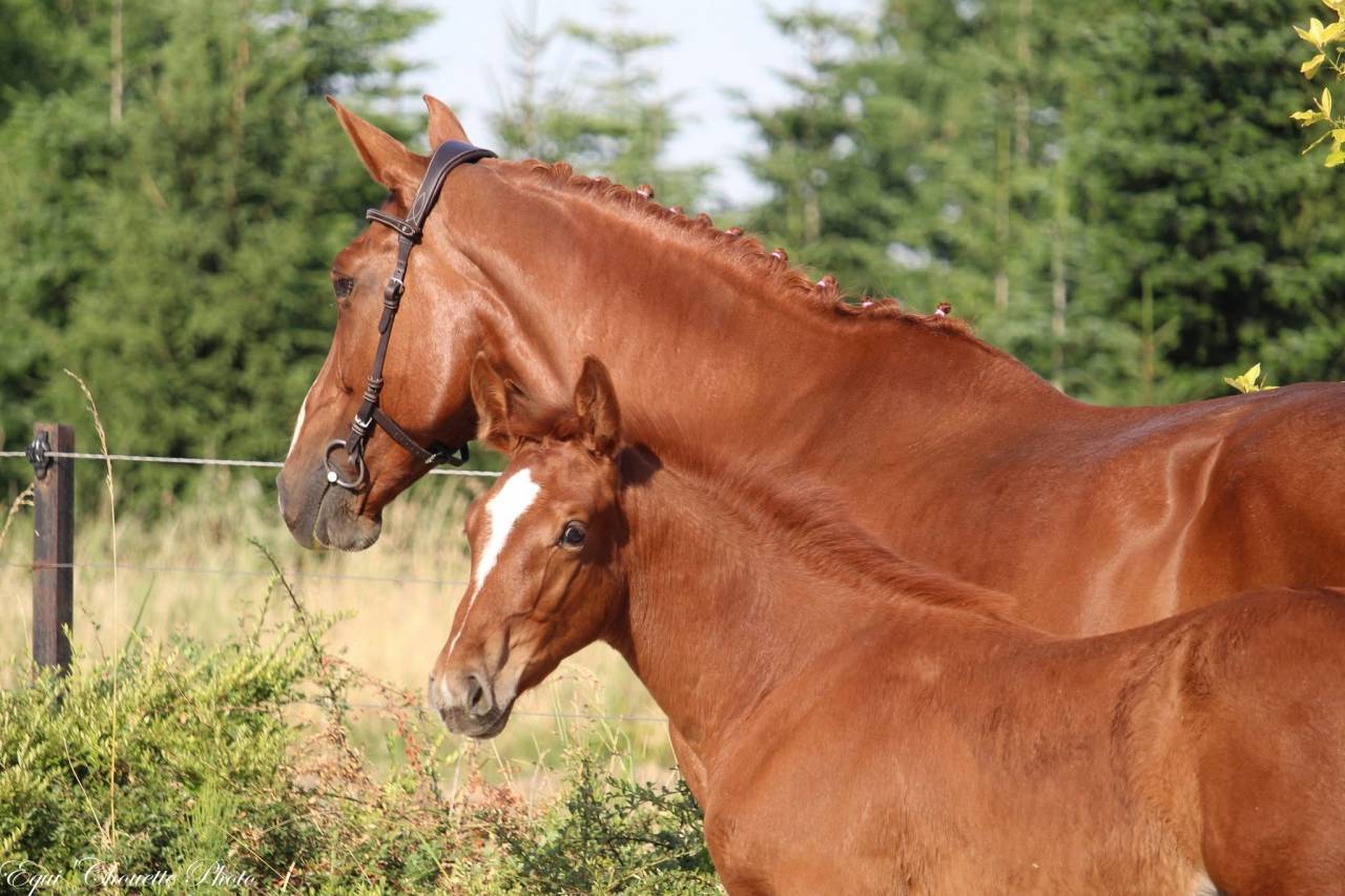 Potro Silla Franc&eacute;s En venta 2026 Alaz&aacute;n por Jilbert vant Ruytershof