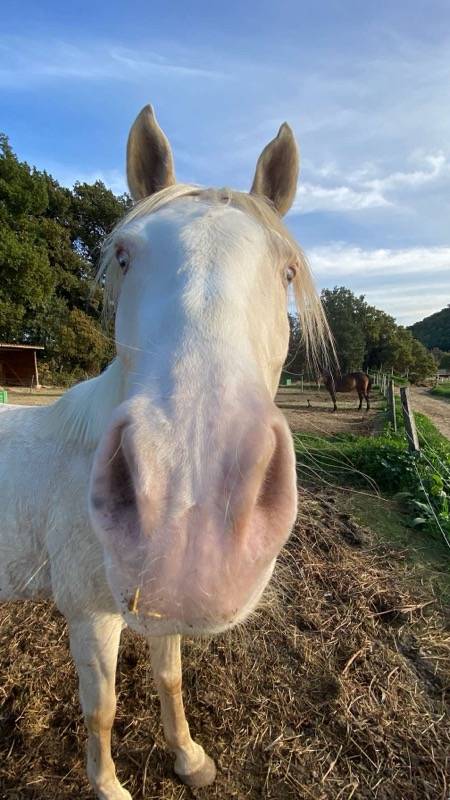 Caballo castrado Origen No Constatado En venta 2018 Crema