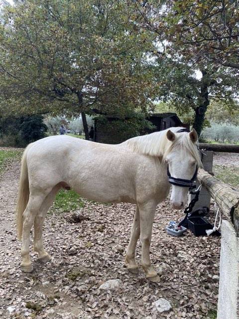Caballo castrado Origen No Constatado En venta 2018 Crema