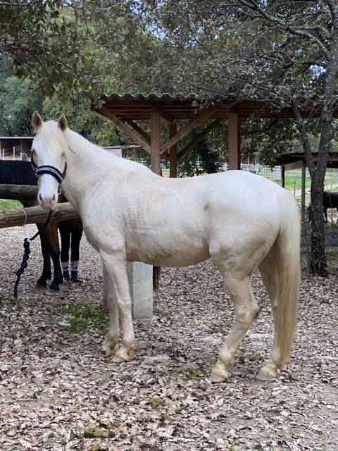 Caballo castrado Origen No Constatado En venta 2018 Crema