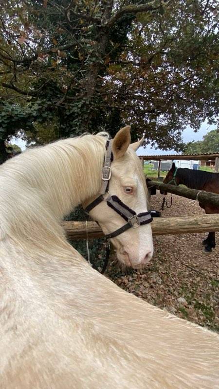 Caballo castrado Origen No Constatado En venta 2018 Crema