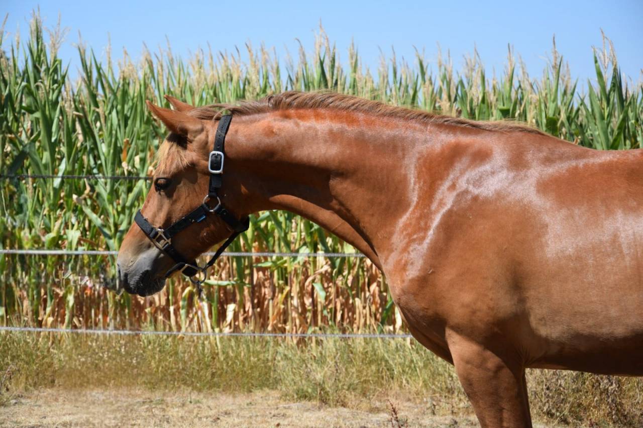 Caballo entero New Forest En venta 2025 Alaz&aacute;n tostado por Birkilds Balboa