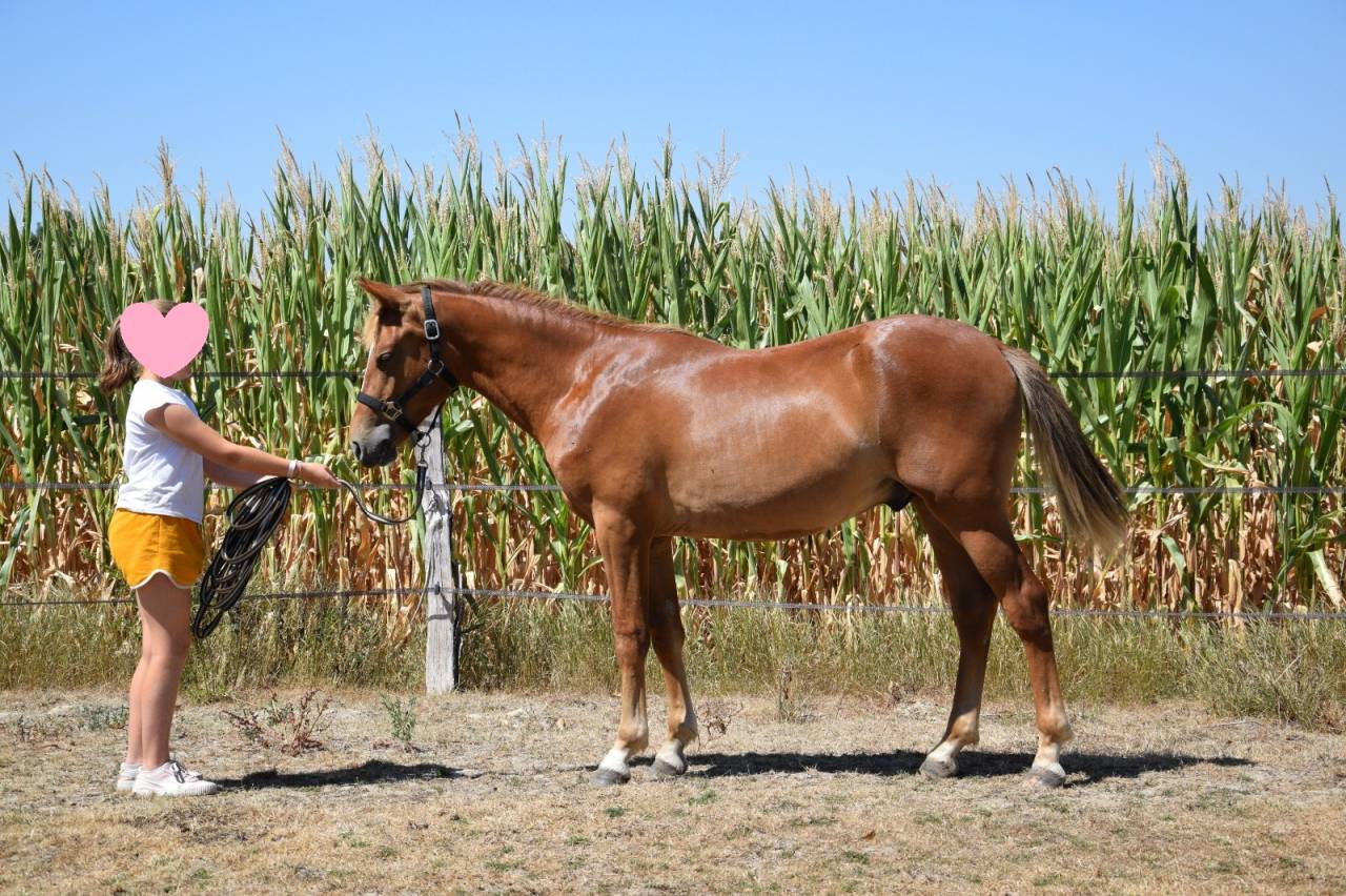 Caballo entero New Forest En venta 2025 Alaz&aacute;n tostado por Birkilds Balboa