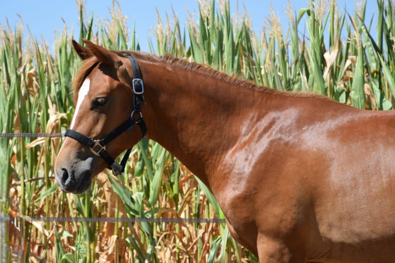 Caballo entero New Forest En venta 2025 Alaz&aacute;n tostado por Birkilds Balboa