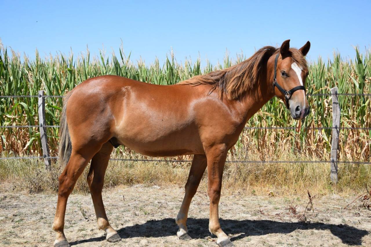 Caballo entero New Forest En venta 2025 Alaz&aacute;n tostado por Birkilds Balboa