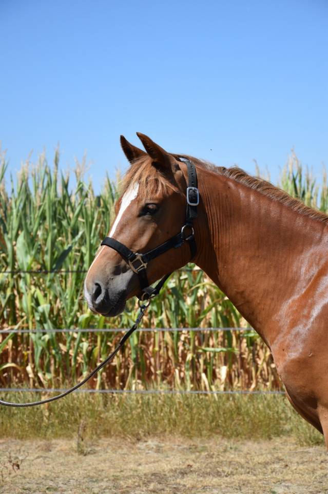 Caballo entero New Forest En venta 2025 Alaz&aacute;n tostado por Birkilds Balboa