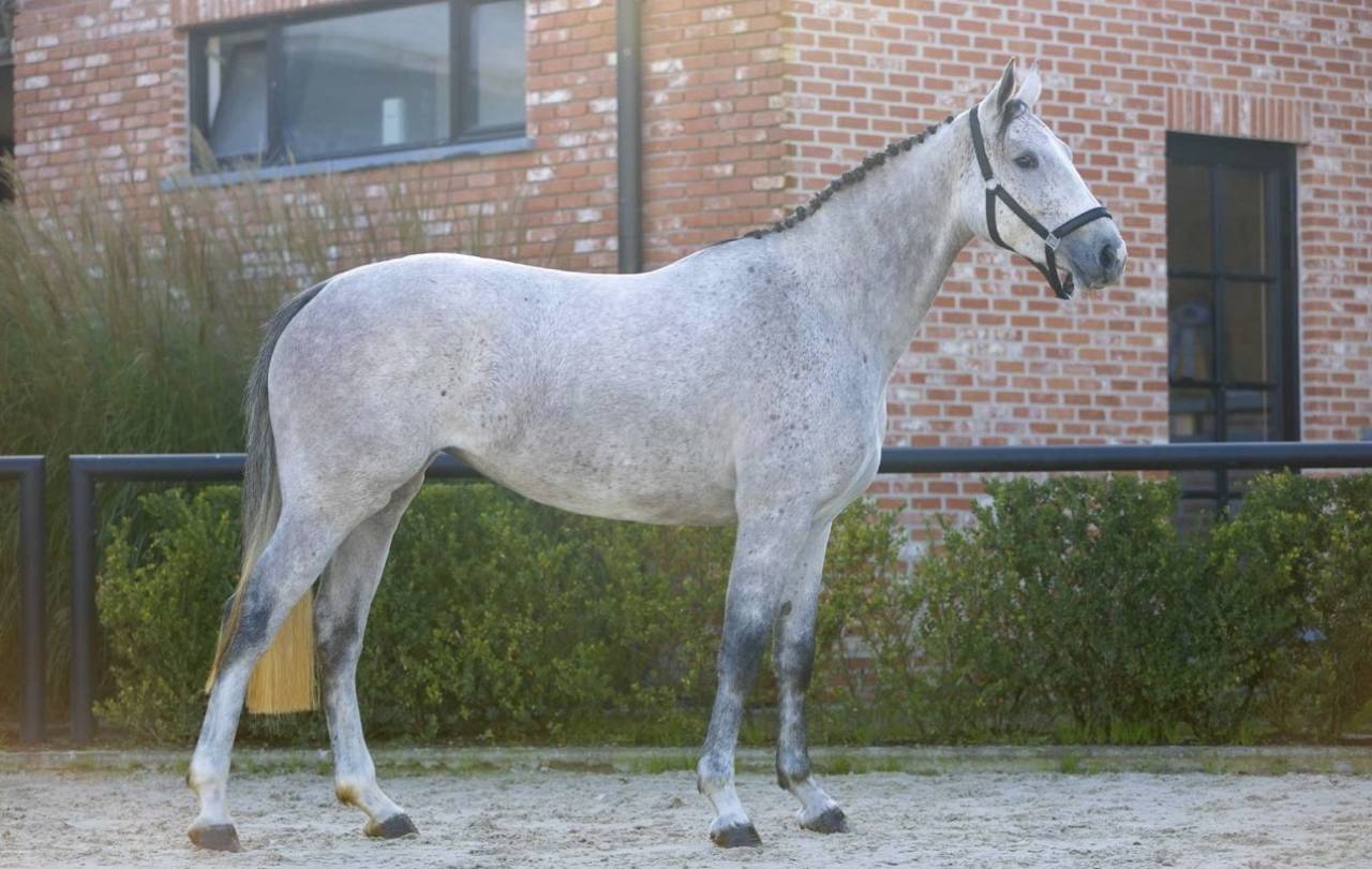 Yegua Zangersheide En venta 2021 Tordo por Kasanova de la pomme