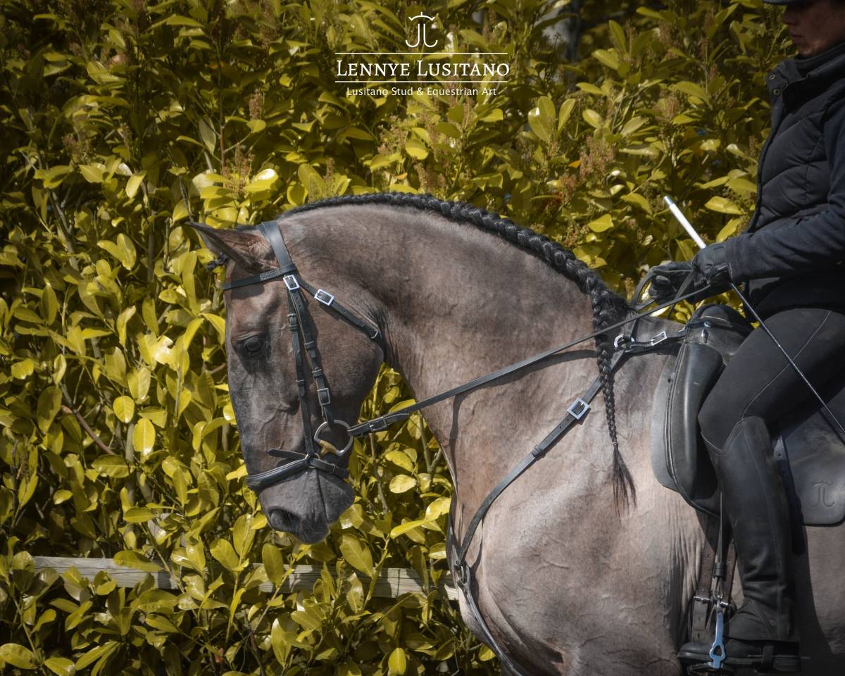 Semental Lusitano En venta 2018 Grullo por OUREM SAG