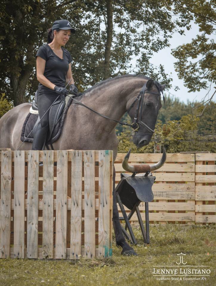 Semental Lusitano En venta 2018 Grullo por OUREM SAG