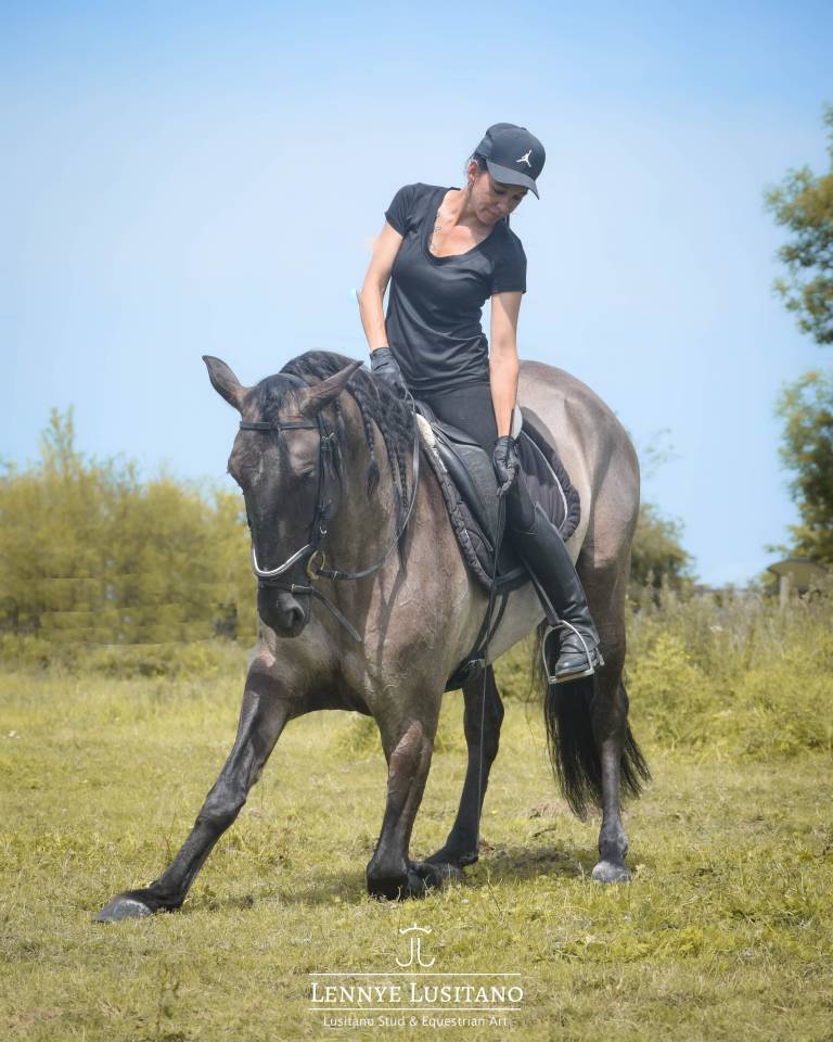 Semental Lusitano En venta 2018 Grullo por OUREM SAG