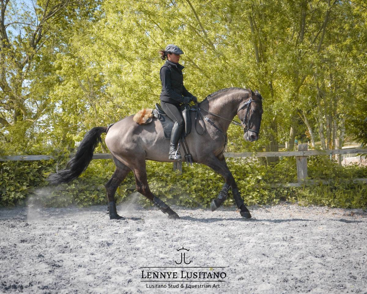 Semental Lusitano En venta 2018 Grullo por OUREM SAG