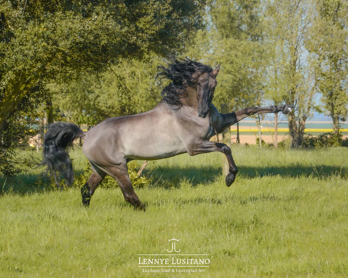 Semental Lusitano En venta 2018 Grullo por OUREM SAG
