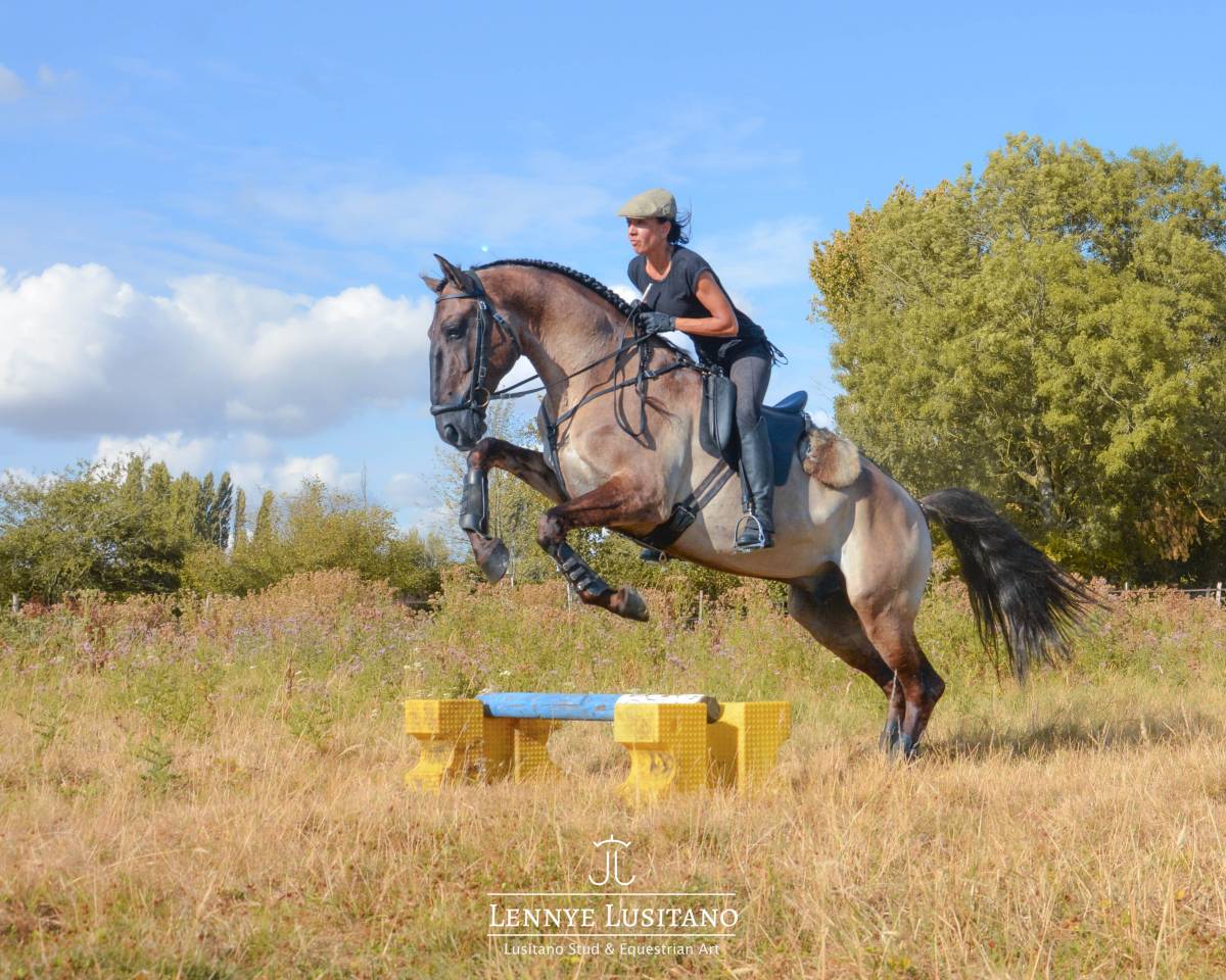 Semental Lusitano En venta 2018 Grullo por OUREM SAG