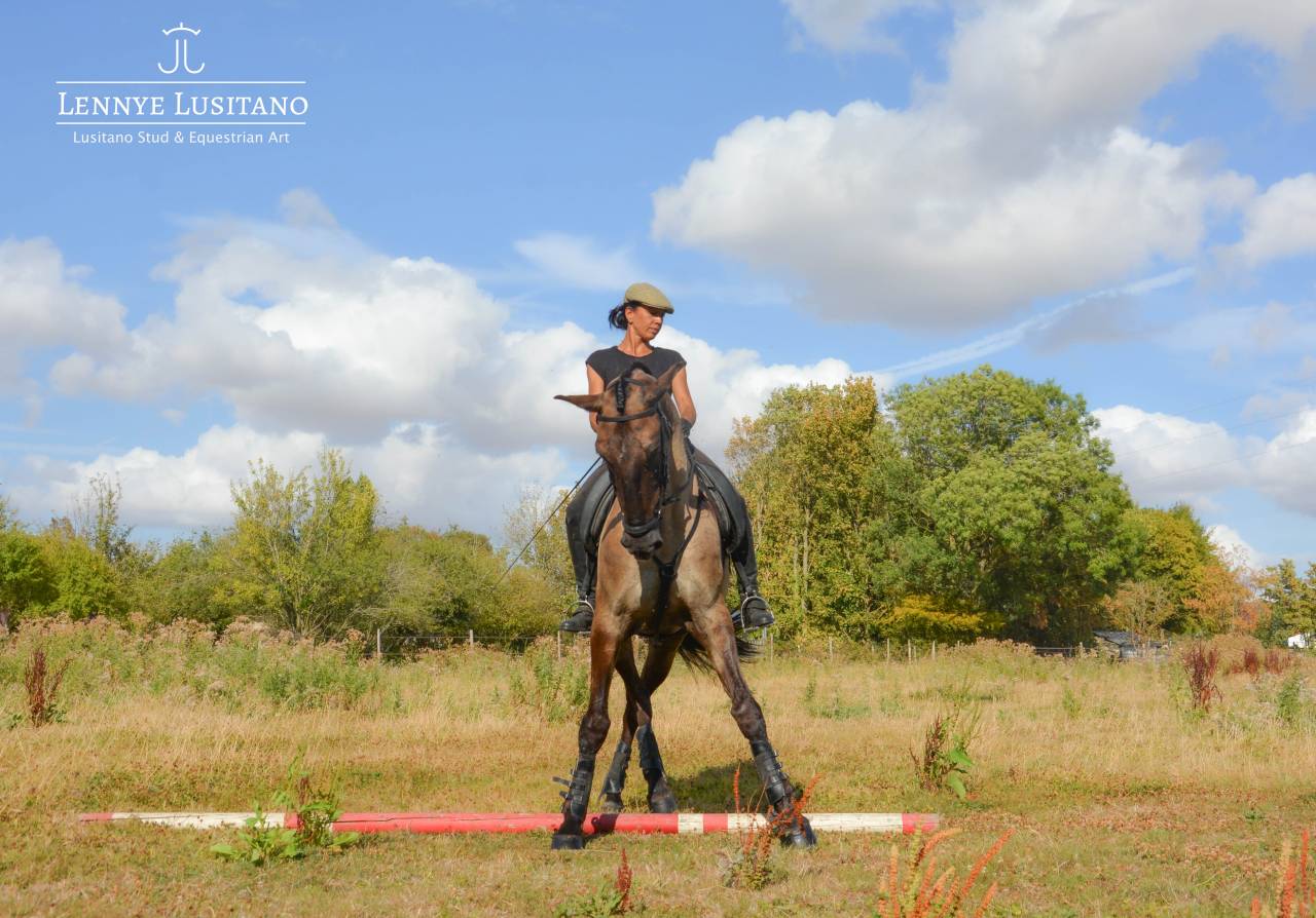 Semental Lusitano En venta 2018 Grullo por OUREM SAG