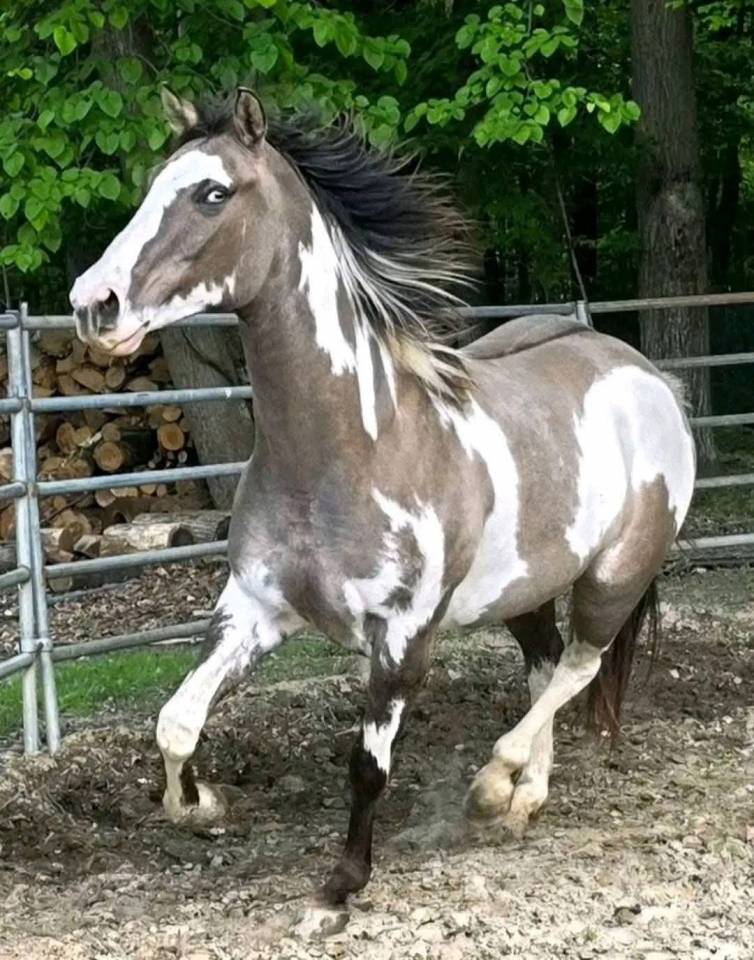 Caballo pinto de 1 a&ntilde;o de edad en venta
