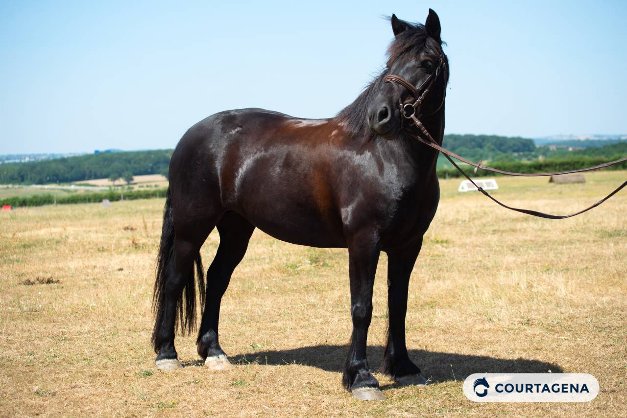 Yegua M&eacute;rens En venta 2019 Negro por obao de sie