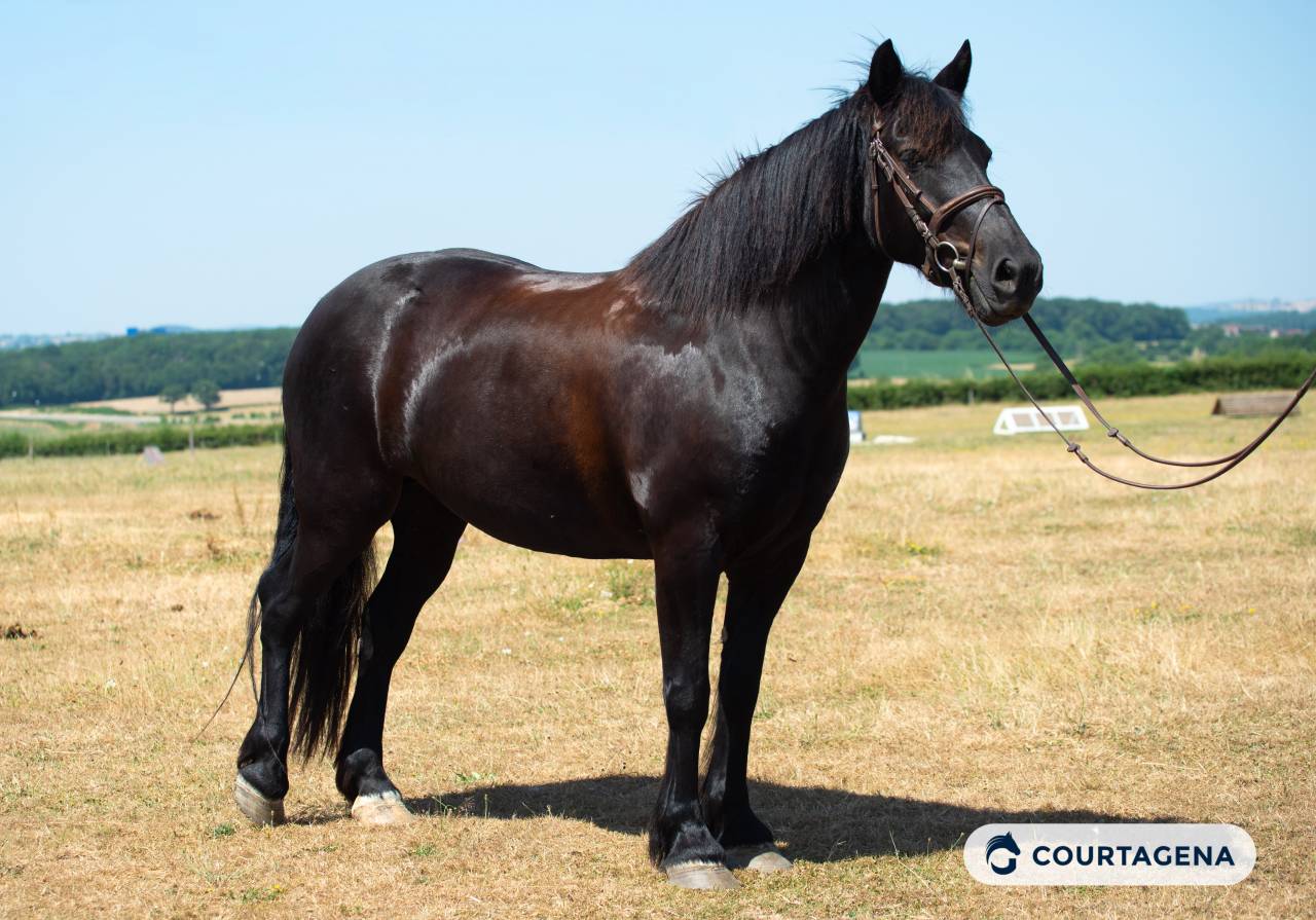 Yegua M&eacute;rens En venta 2019 Negro por obao de sie