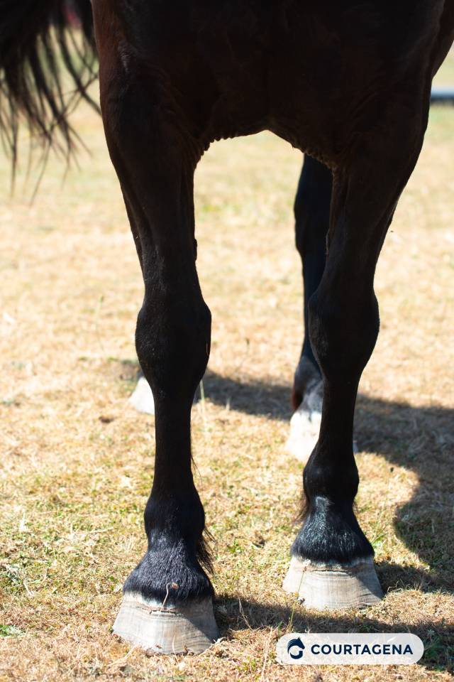Yegua M&eacute;rens En venta 2019 Negro por obao de sie