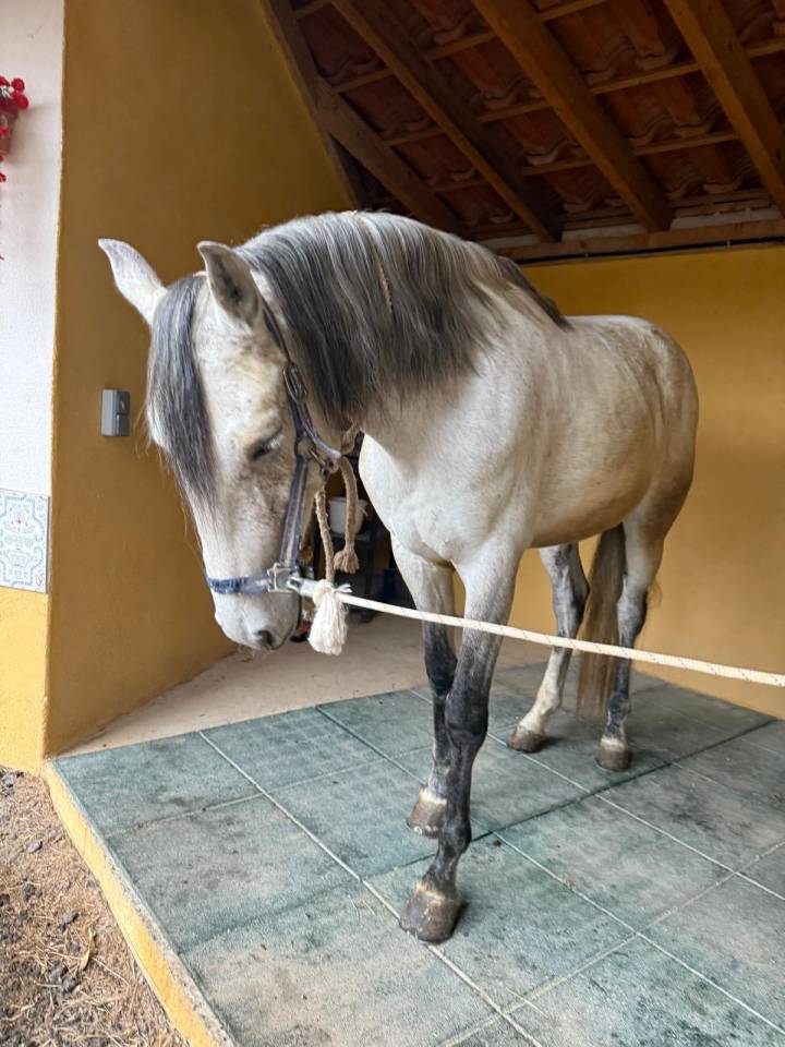 Caballo castrado Lusitano En venta 2019 Tordo