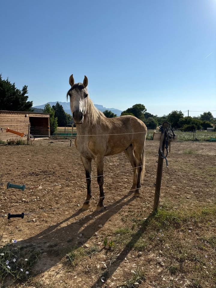 Caballo castrado Lusitano En venta 2019 Tordo